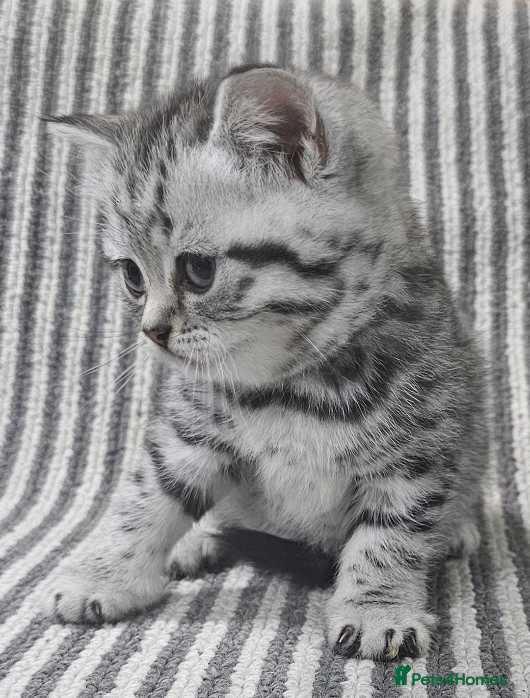 British Shorthair cats for sale: Beautiful silver tabby british shorthair kittens  - Image 10