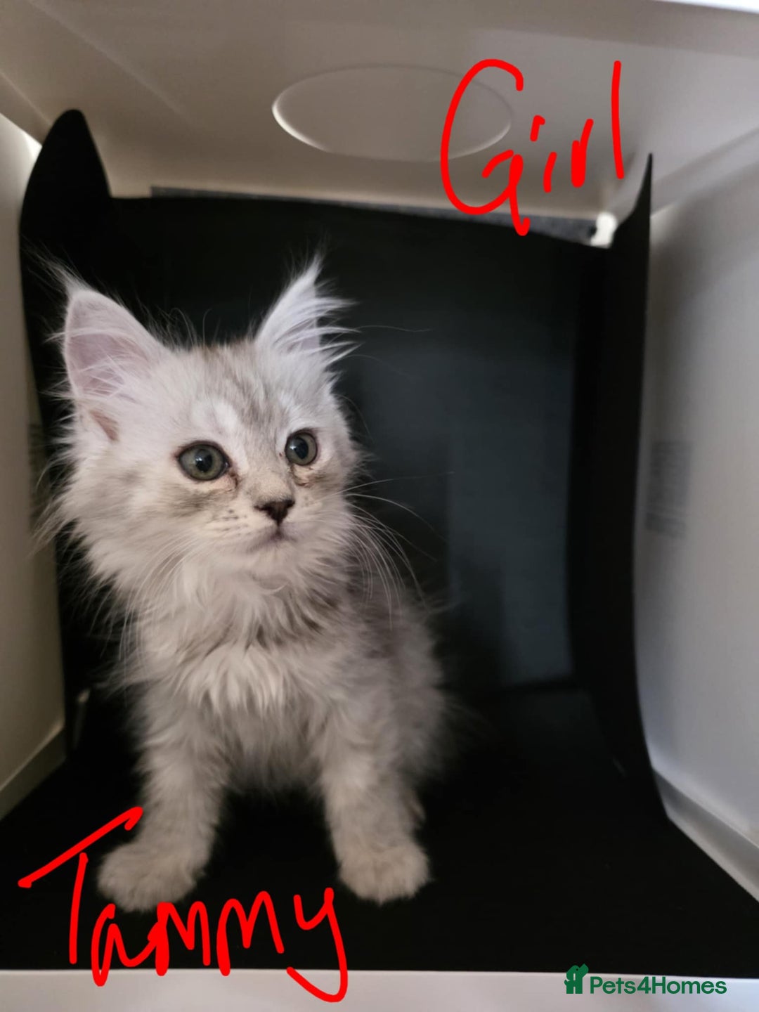 Ragcoon cats for sale: Mainecoon x Ragdoll kittens - Image 3