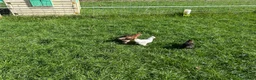 Chickens poultry for sale: Pekin hens / silky chick - Advert 10
