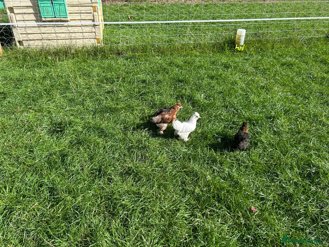 Chickens poultry for sale: Pekin hens / silky chick - Advert 10