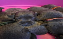 Staffordshire Bull Terrier dogs for sale: Staffy puppys  - Image 12