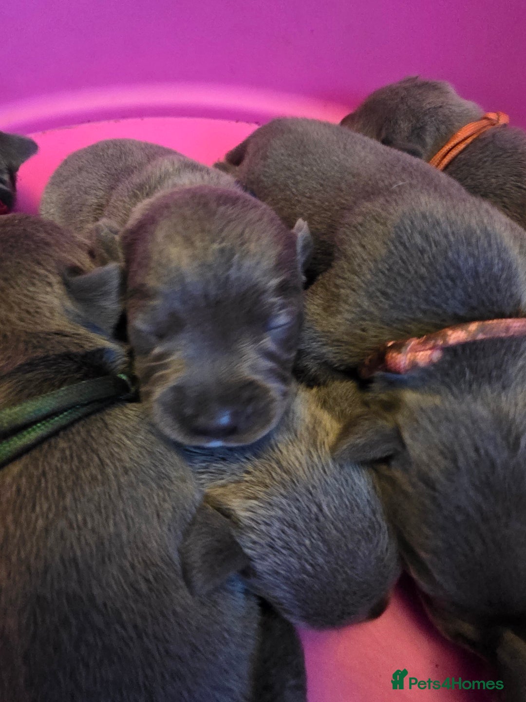 Staffordshire Bull Terrier dogs for sale: Staffy puppys  - Image 12