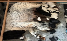 Sprocker dogs for sale: SPROCKER PUPPIES FOR SALE - Image 10