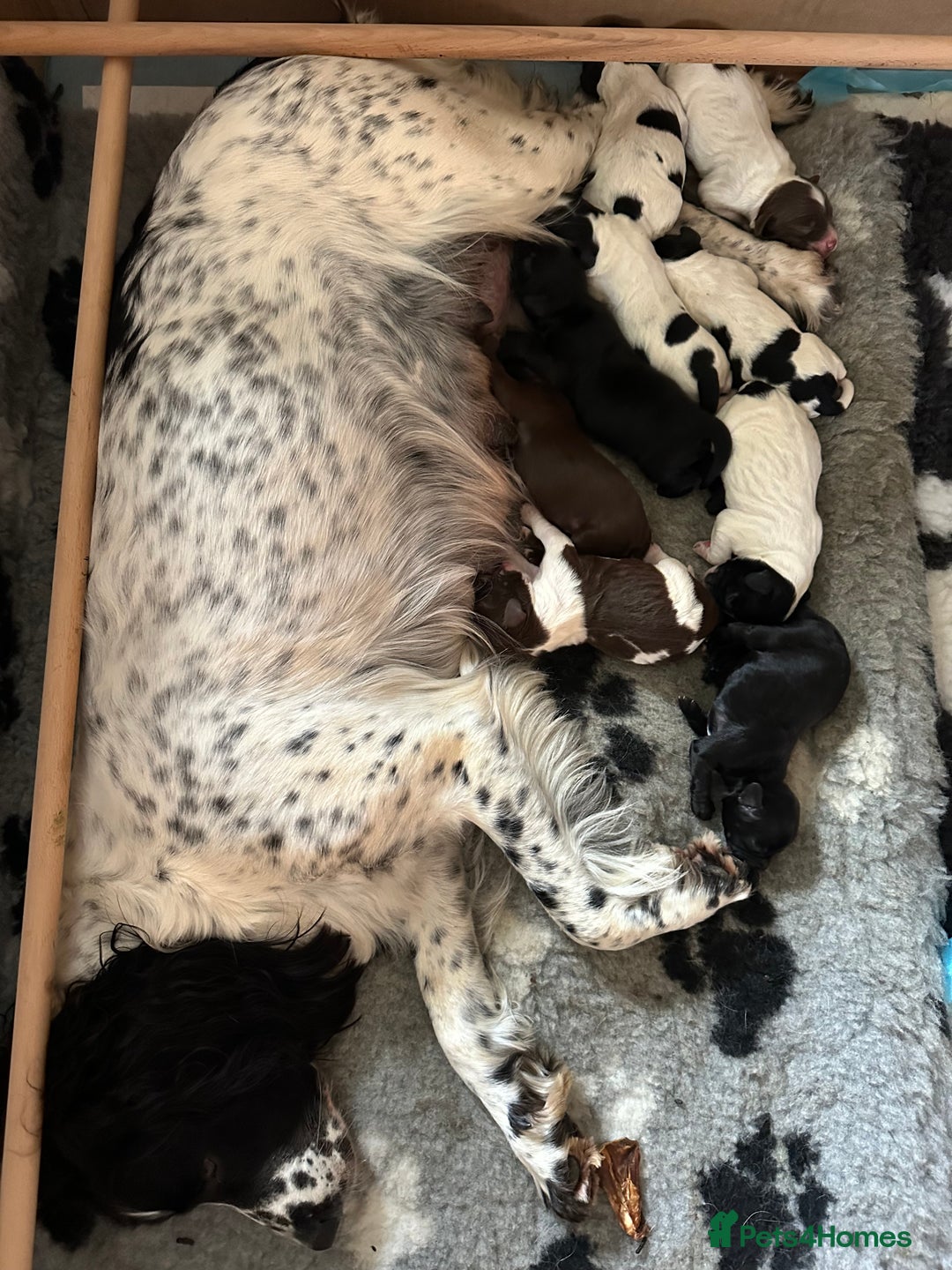 Sprocker dogs for sale: SPROCKER PUPPIES FOR SALE - Image 10