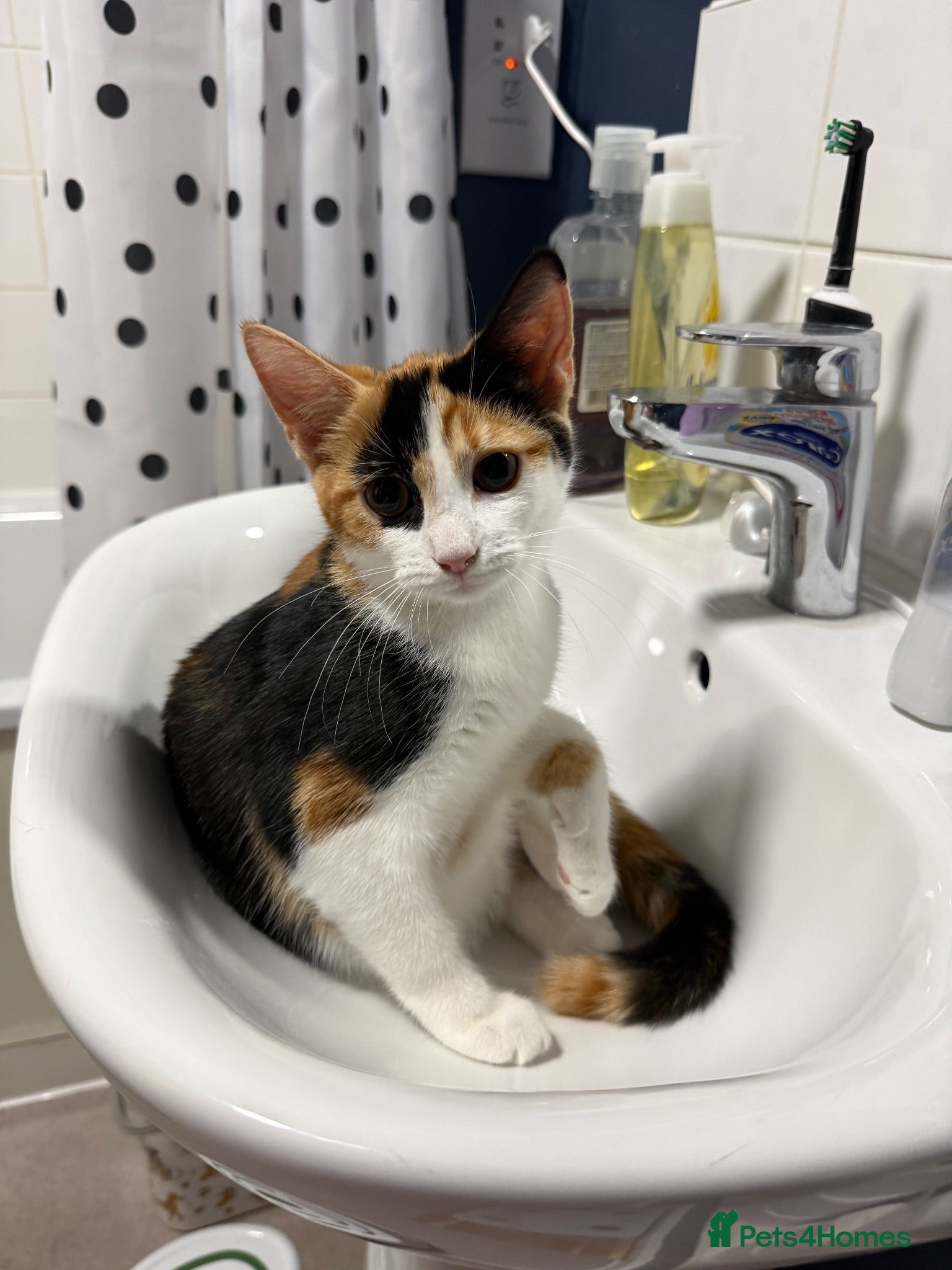 Mixed Breed cats Beautiful Tortoiseshell Female Kitten - Advert 2