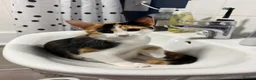 Mixed Breed cats for sale: Beautiful Tortoiseshell Female Kitten in Tonbridge - Advert 1