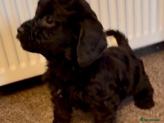 Cockapoo dogs cockapoo puppies F1 2girls READY NOW - Advert 12
