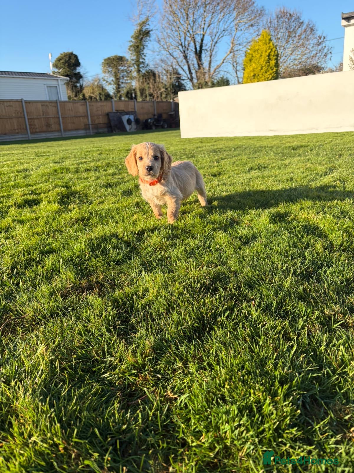 Cocker Spaniel dogs Cocker spaniels - Advert 1