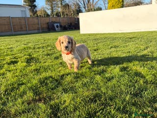 Cocker Spaniel dogs Cocker spaniels - Advert 17