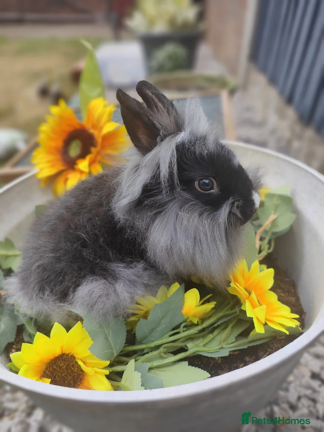 Mini Lop rabbits for sale: Minilops and lionheads for sale in Scunthorpe - Advert 2