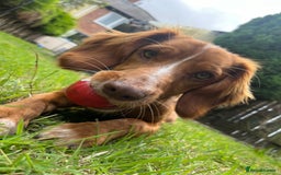 Cocker Spaniel dogs for sale: Looking for a new home  - Image 1