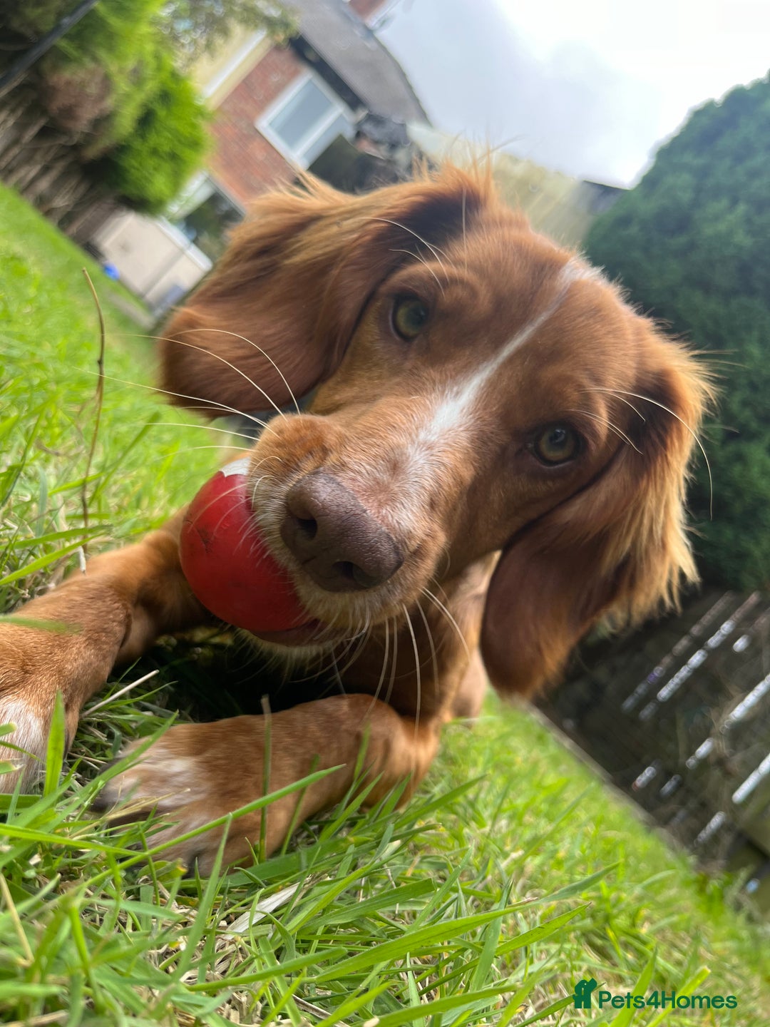 Cocker Spaniel dogs for sale: Looking for a new home  - Image 1