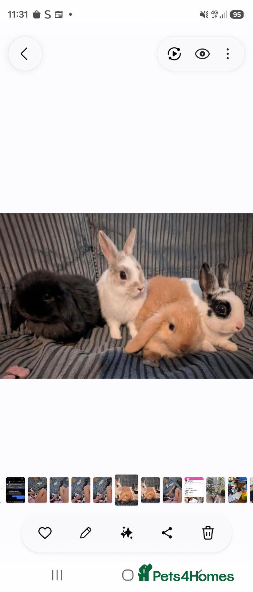Netherland Dwarf rabbits Netherland Dwarfs  - Advert 1