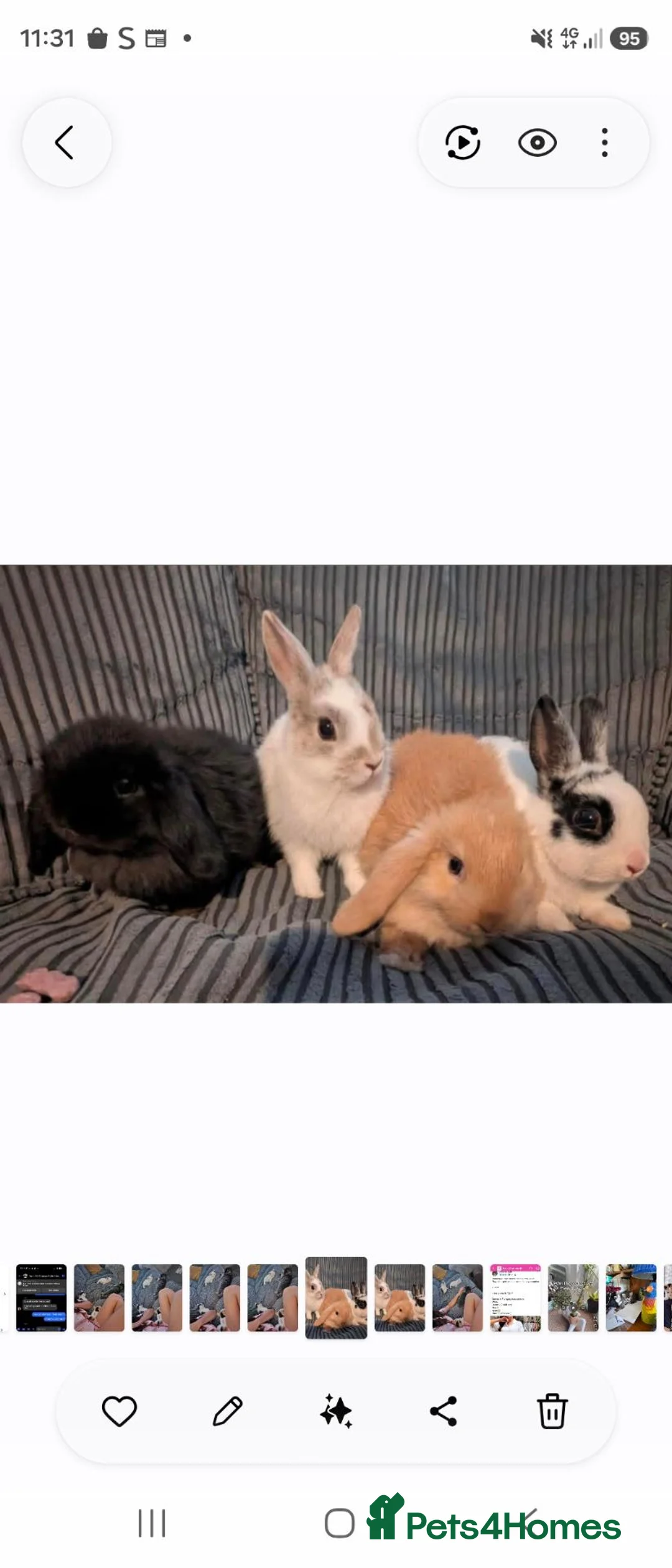 Netherland Dwarf rabbits for sale: Netherland Dwarfs  - Advert 1