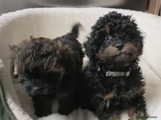 Shihpoo dogs F1b Fully Health Tested Shihpoo - Advert 4