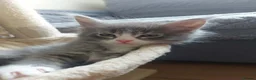 Maine Coon cats for sale: Beautifull Maine Coon kittens in Edinburgh - Advert 12