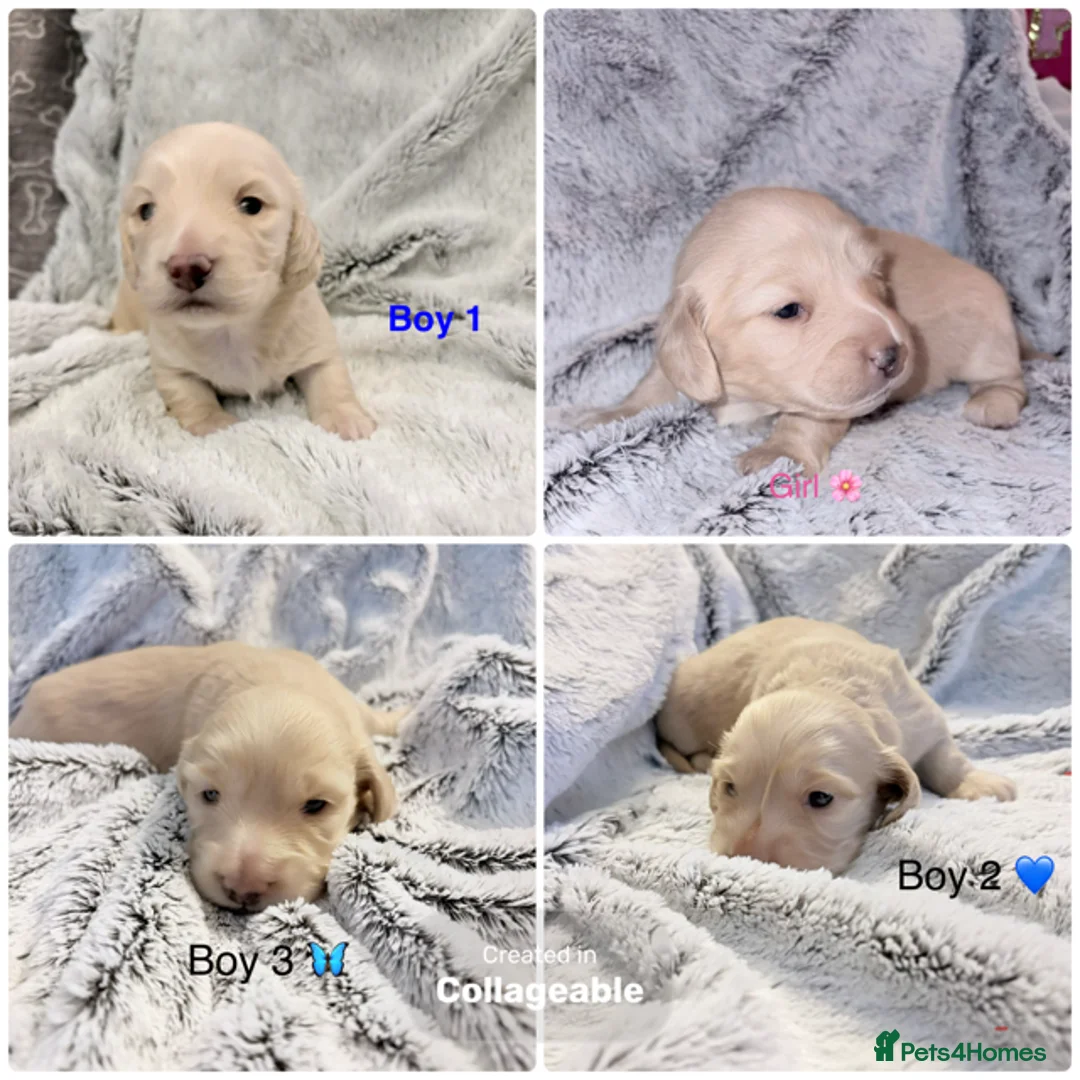 Miniature Dachshund dogs for sale: Stunning long haired cream miniature dachshund  - Advert 1