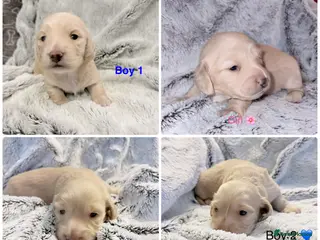 Miniature Dachshund dogs Stunning long haired cream miniature dachshund - Advert 10