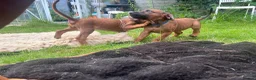 Rhodesian Ridgeback dogs for sale: Rhodesian Ridgeback girls looking for loving homes in Portsmouth - Advert 5