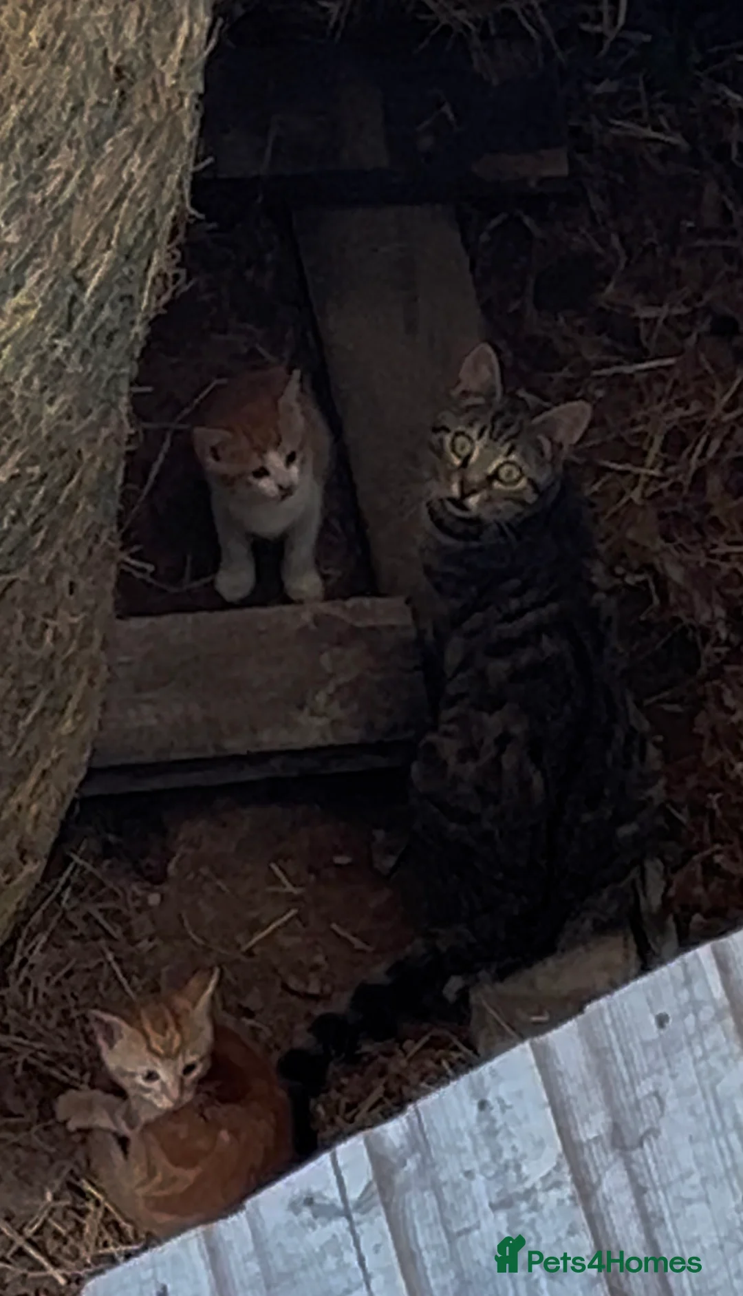 Mixed Breed cats for sale: Farm Kittens!  in Bristol - Advert 2