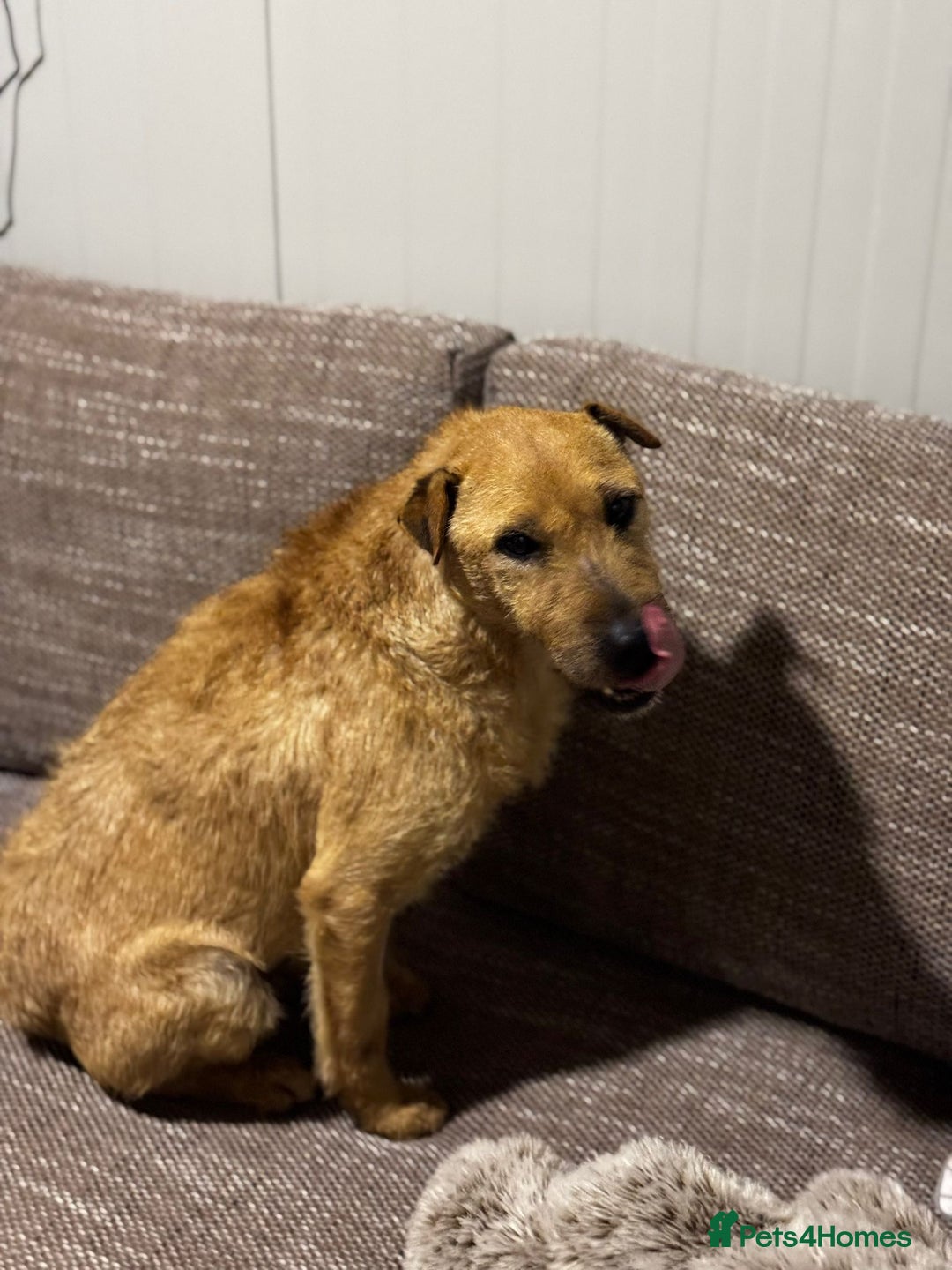Mixed Breed dogs for adoption: Sweet Molly Needs Love  - Advert 3