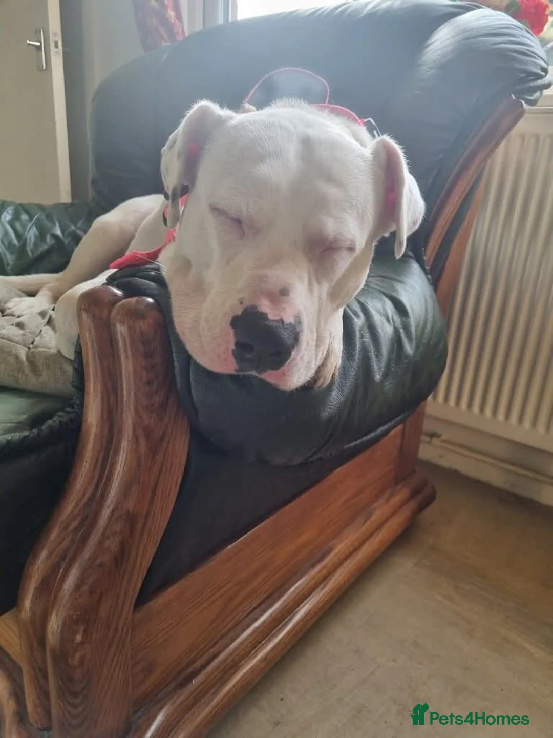 Mixed Breed dogs for adoption: Meet Aria, currently residing in Ormskirk  - Advert 12