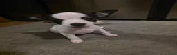 Mixed Breed dogs for sale: Jackawawas  - Advert 5