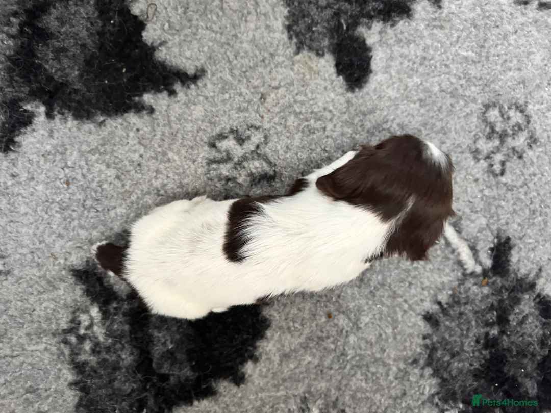 English Springer Spaniel dogs for sale: Beautiful KC Springer puppies - Advert 5