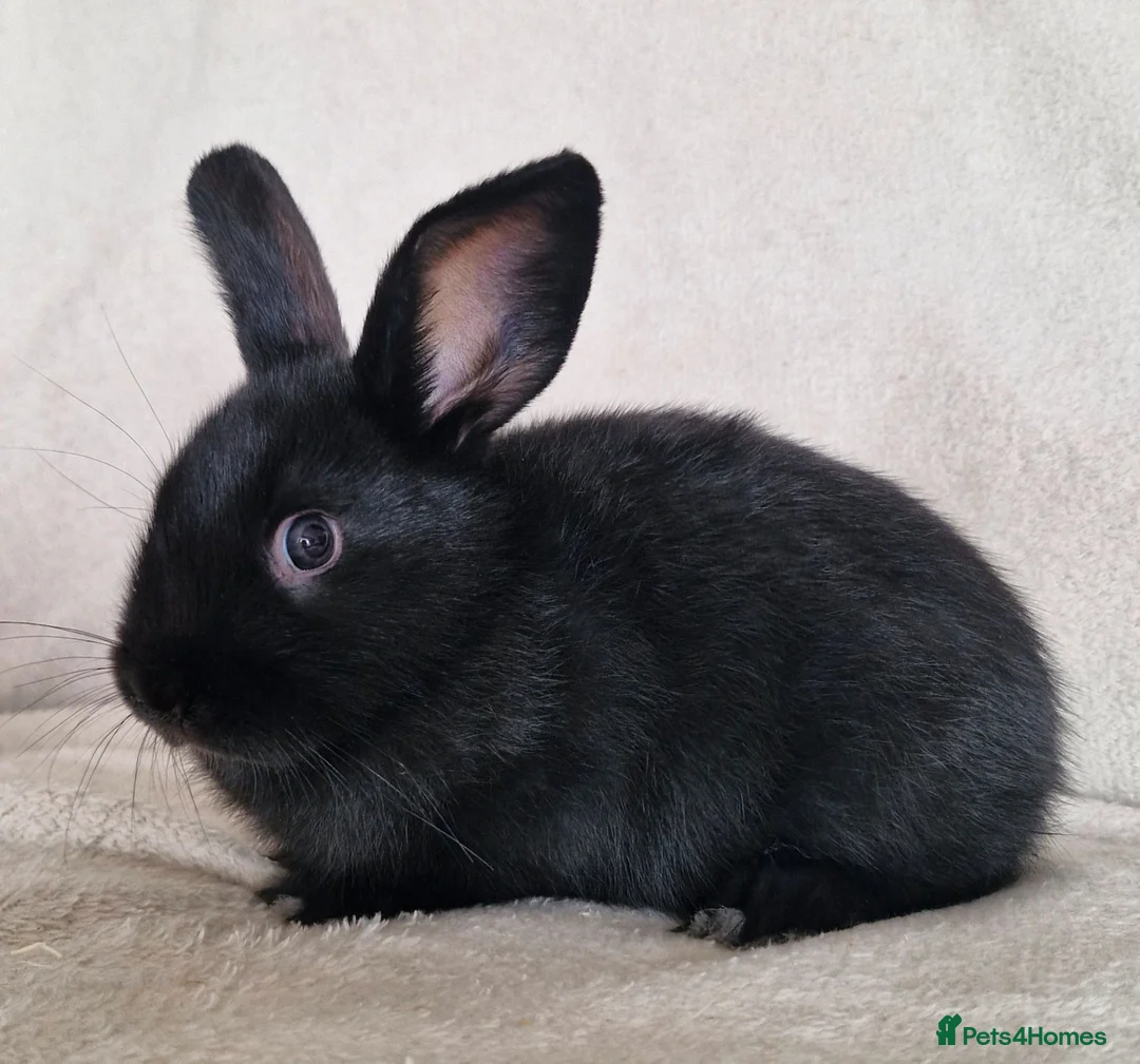 Mixed Breed rabbits for sale: 🩵 Mini lop X netherland dwarf x dutch - Advert 2