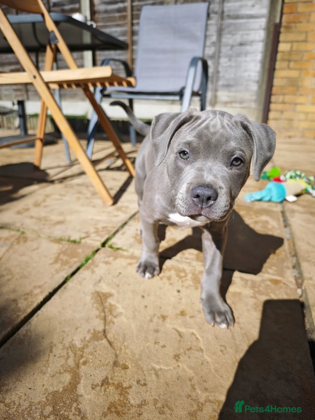 Mixed Breed dogs for sale: Mixed breed puppy Leo - Advert 2