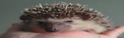 Pygmy Hedgehog rodents for sale:  Full pedigree Baby African pygmy hedgehogs  - Advert 8