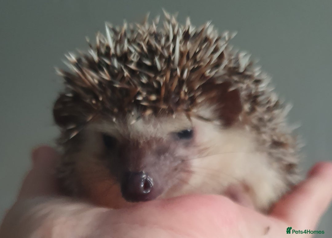Pygmy Hedgehog rodents for sale:  Full pedigree Baby African pygmy hedgehogs  - Advert 8