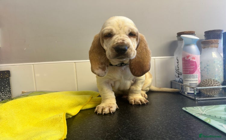 Basset Hound dogs - Advert 1