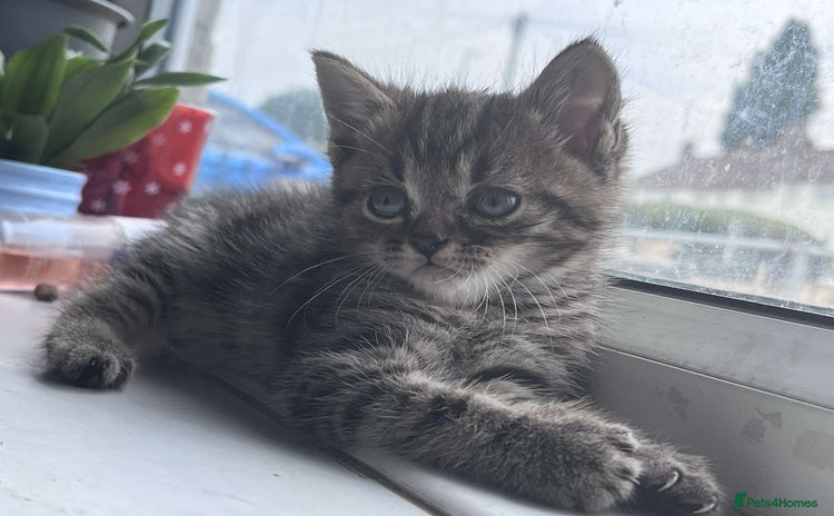 British Shorthair cats - Advert 12