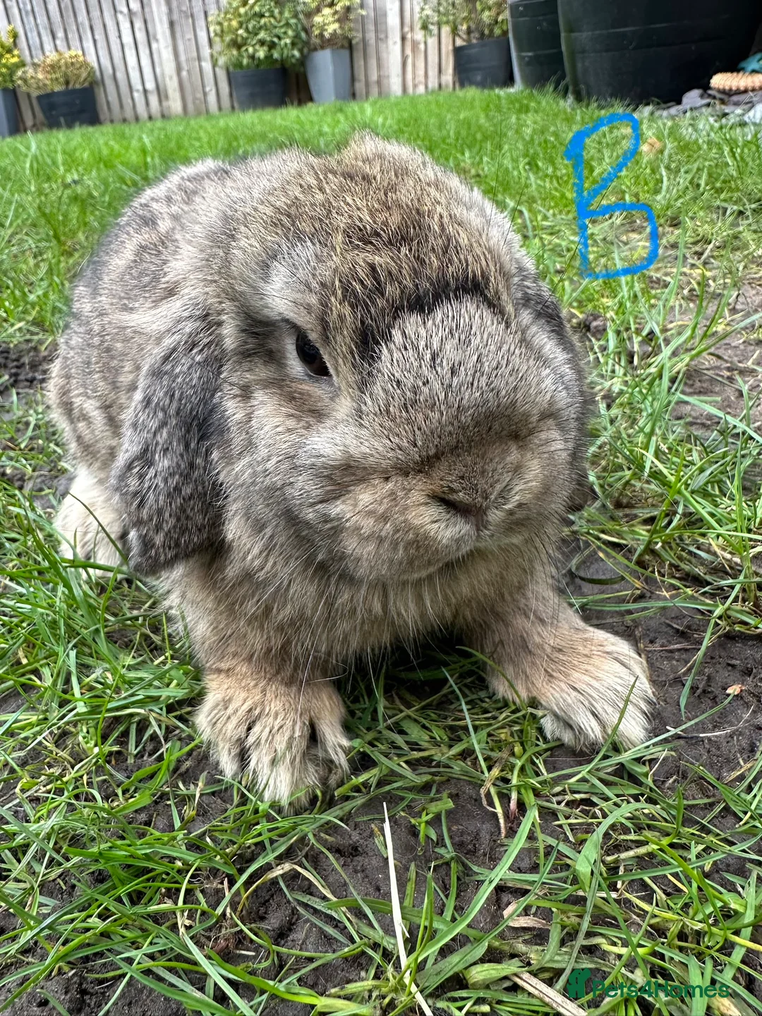 Mini Lop rabbits for sale: Mini Lop Rabbits For Sale  - Advert 16