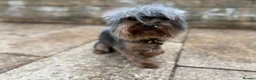 Yorkshire Terrier dogs for stud: Toy boy Yorkshire terrier  - Advert 3