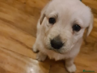 Labrador Retriever dogs Two beautiful boys - Advert 1