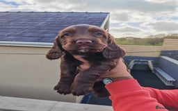 Sprocker dogs for sale: Adorable, well-socialised Sprocker Spaniel puppies - Image 18