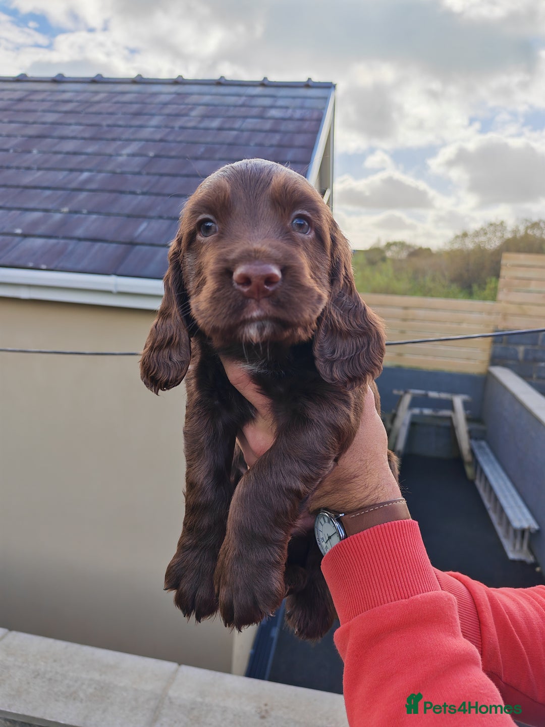 Sprocker dogs for sale: Adorable, well-socialised Sprocker Spaniel puppies - Image 18