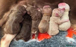 French Bulldog dogs for sale: Visual Fluffy 🧶 New Shade Frenchies 💎  - Image 24
