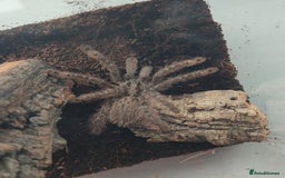 Tarantulas invertebrates for sale: TARANTULAS for SALE - setups included! - Image 7