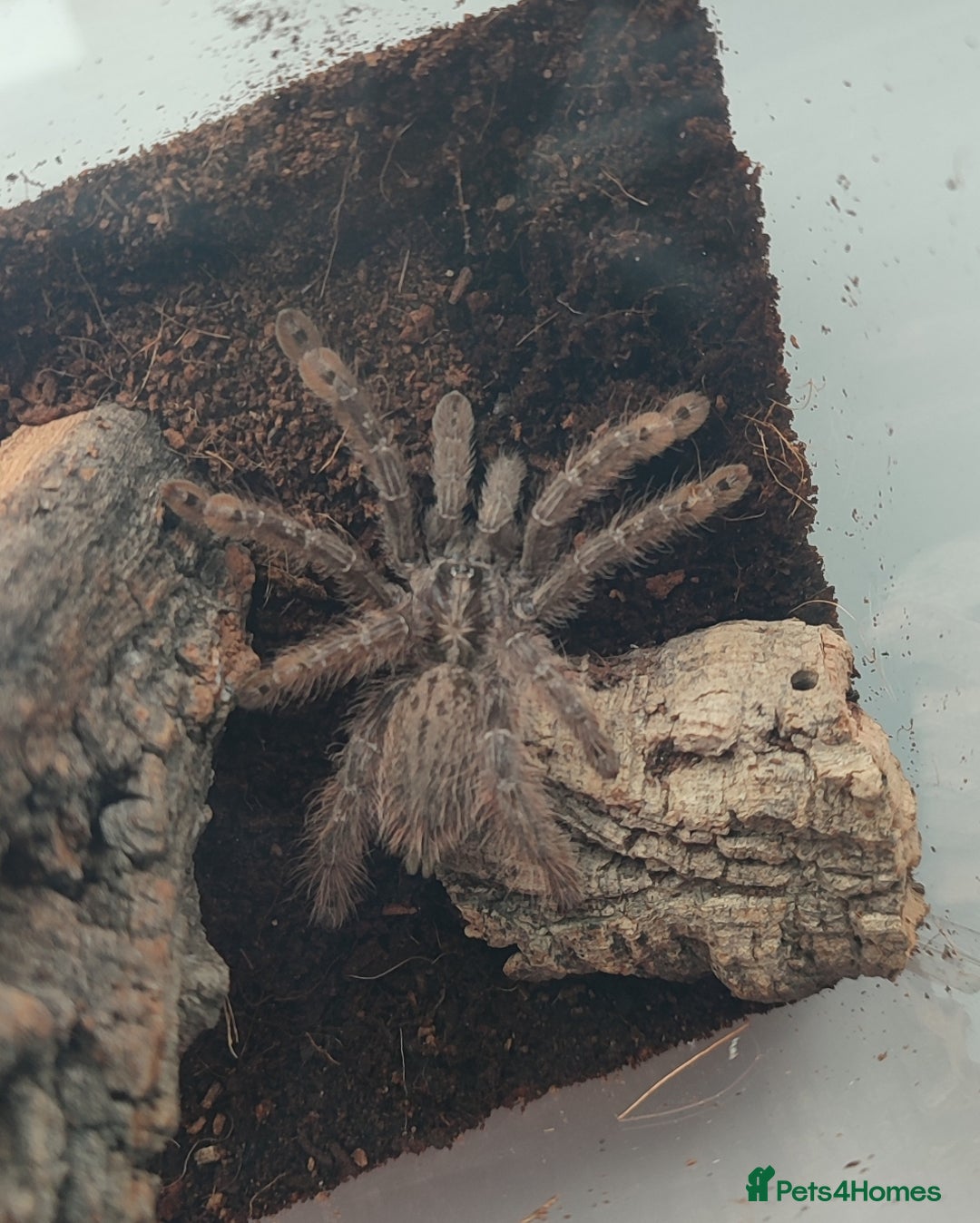Tarantulas invertebrates for sale: TARANTULAS for SALE - setups included! - Image 7