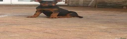 Chinese Red Dog dogs for sale: Chinese red dog puppies  - Advert 6
