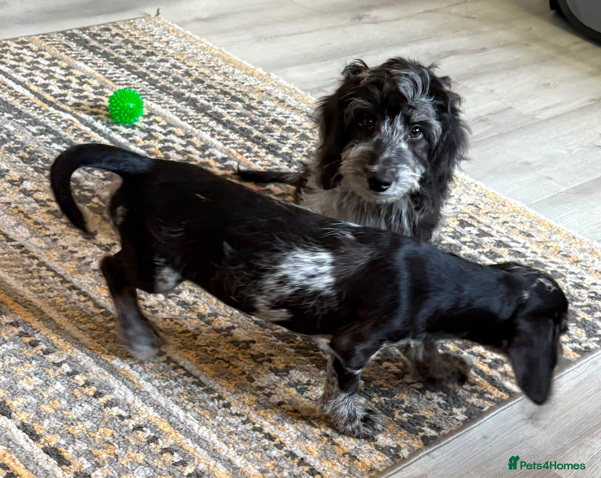 Doxiepoo dogs TRIXIE Fully VACCINATED READY NOW DOXIEPOOS  - Advert 2