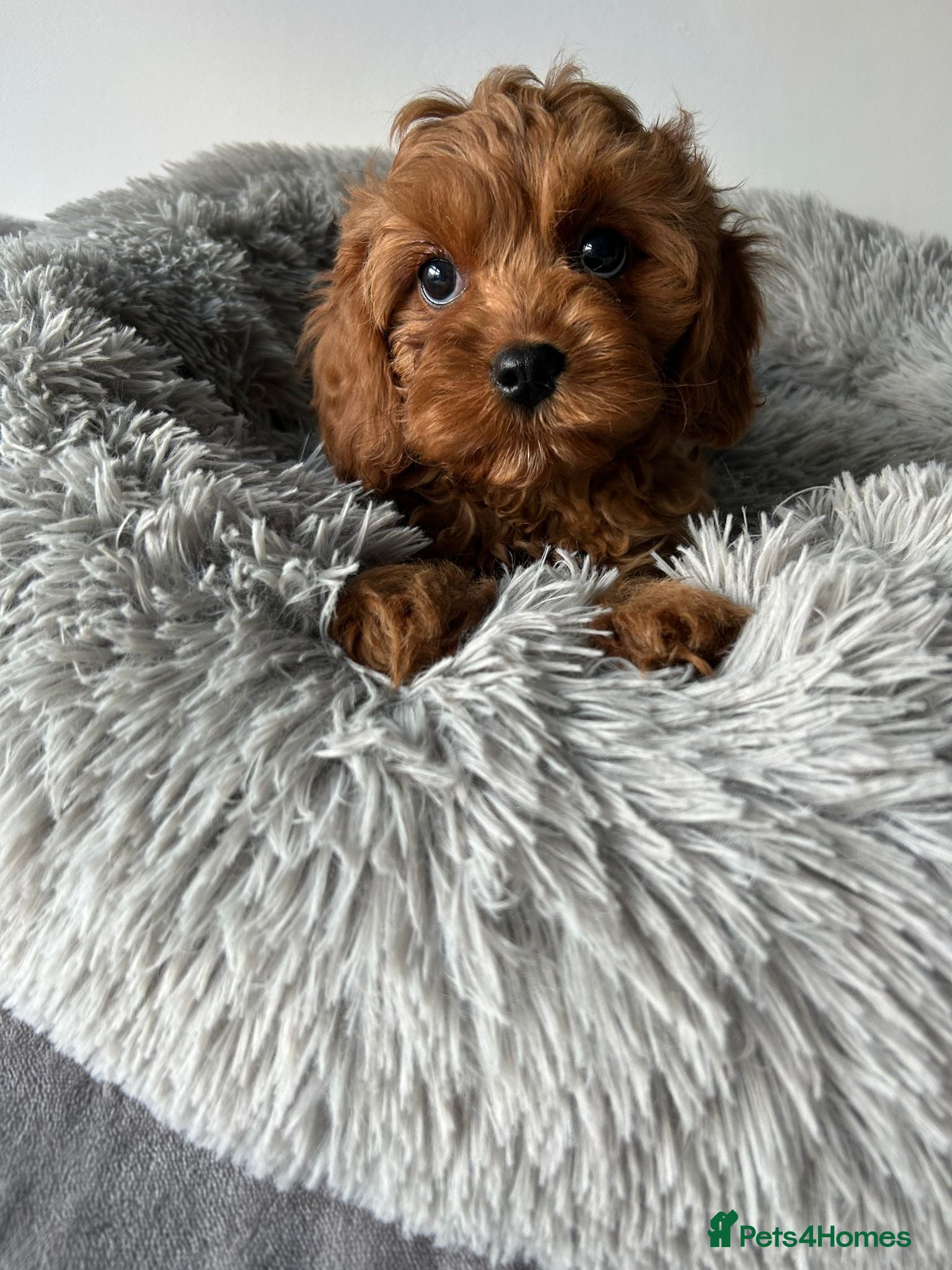Cavapoo dogs Beautiful Cavapoo puppies - Advert 1