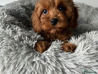 Cavapoo dogs Beautiful Cavapoo puppies - Advert 1