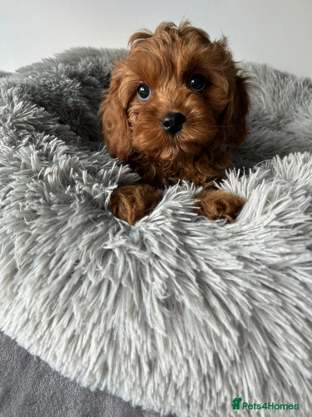 Cavapoo dogs for sale: Health tested- Beautiful Cavapoo puppies - Advert 1