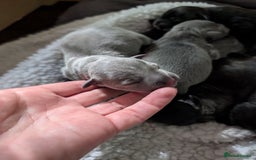 Staffordshire Bull Terrier dogs for sale: Ms/Mister - Image 34