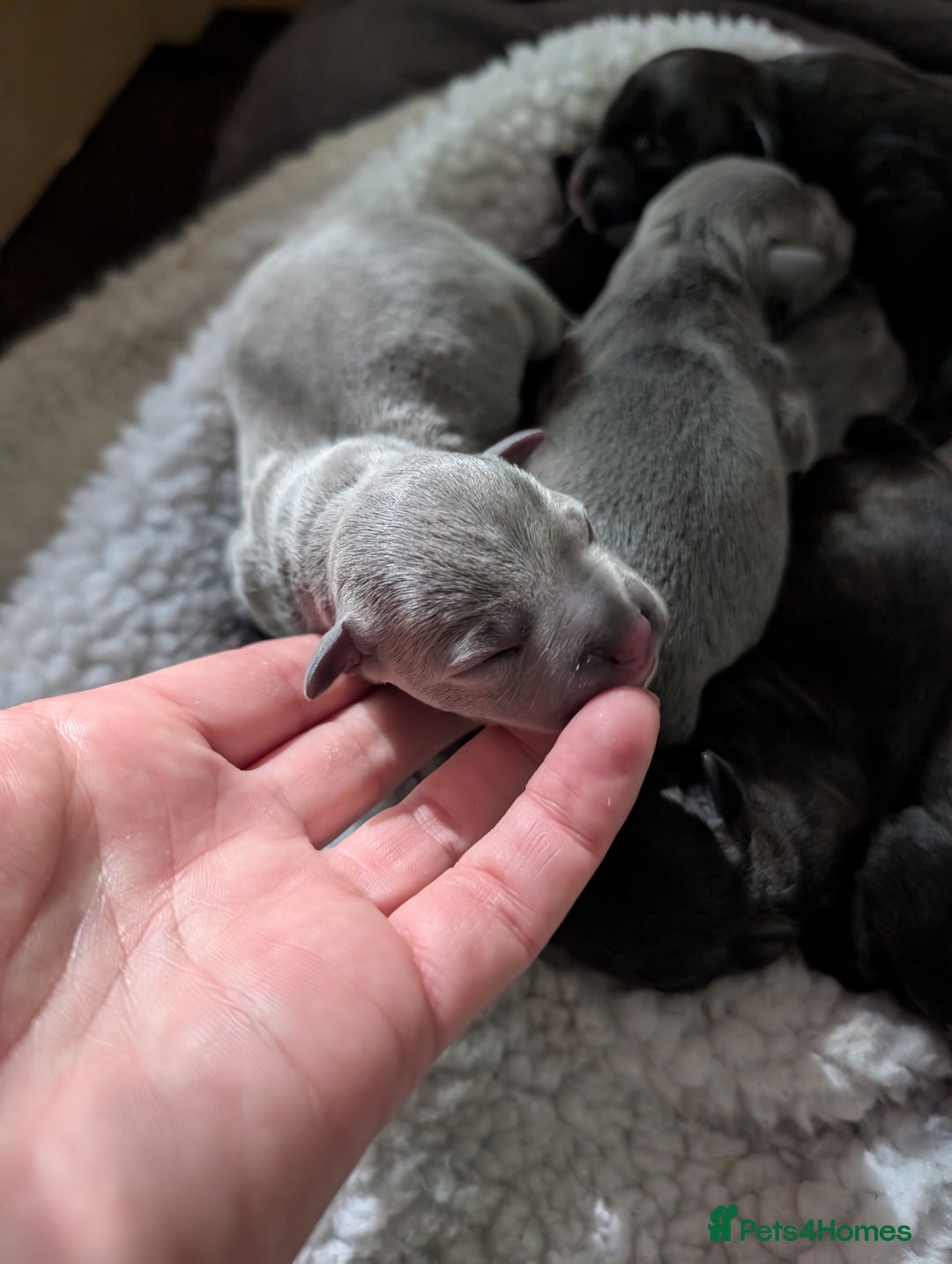 Staffordshire Bull Terrier dogs for sale: Ms/Mister - Image 34