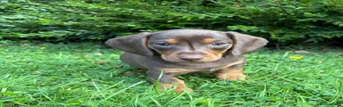 Miniature Dachshund 4